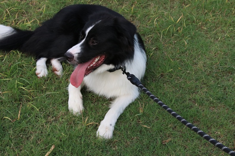 Petbroo Dog Lead 1.2 x 150cm