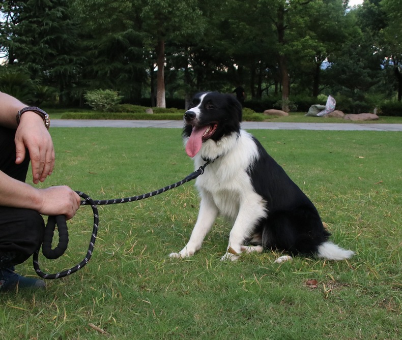 Petbroo Dog Lead 1.2 x 150cm