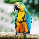 Petbroo Bird Flying Rope