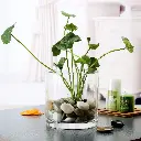 Aquabroo Botaniaqua Glass Bowl 15*15cm