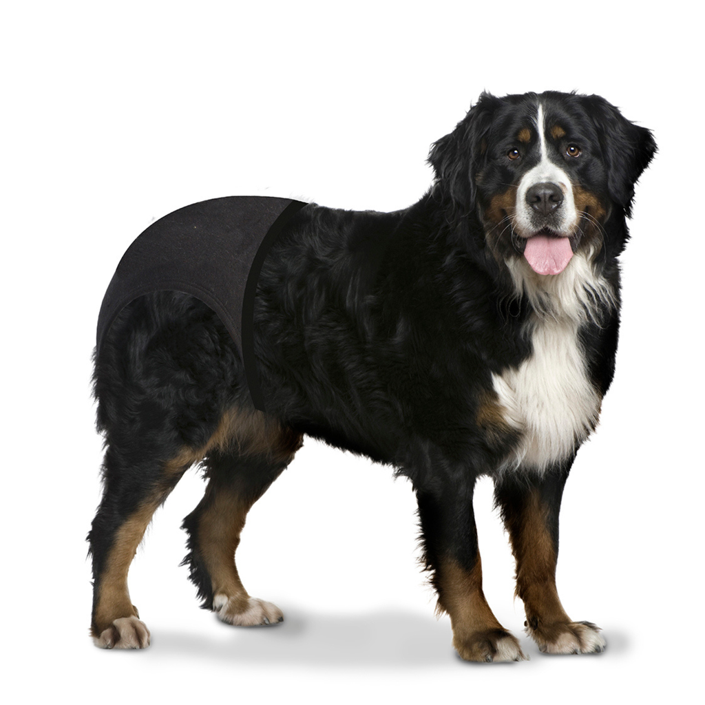 Duvo+ Dog Pants XXL 60-70cm