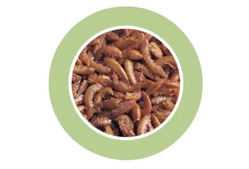 Padovan Gammarus[Volume - 1L, Weight - 130g]