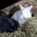 Witte Molen Puur Timothy Hay 500g[Weight - 500g]