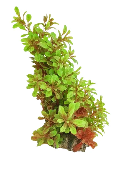 Aquabroo Glee Plastic Plant