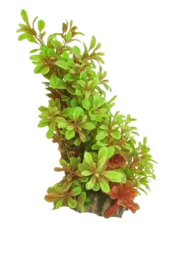 [AQ13719] Aquabroo Glee Plastic Plant